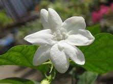 Flowers in the philippines with names and pictures. National Native And Popular Flowers Of Philippines The Flower Expert Amp 39 Flowers Encyclopedia