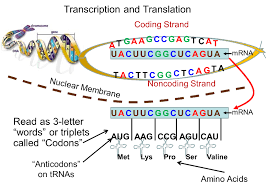 Mrnas and trnas are transcribed separately from different genes (and in eukaryotes this is even done by different rna polymerases). Genes