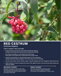 Image result for Cestrum elegans