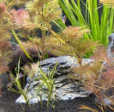 Image result for Blyxa