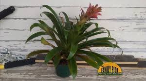 Check spelling or type a new query. Q A I Think My Bromeliad Is Dying What Can I Do Youtube