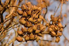 Image result for Paulownia