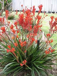 Anigozanthos Bush Ranger Boething Treeland Farms