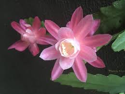Spotlight The Exotic Orchid Cactus