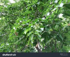 Image result for Millettia pinnata