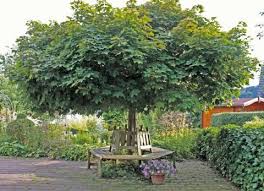 Kugel Ahorn Gartenbaume Gartengestaltung Garten Pflanzen