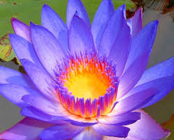 The white lotus flower and pink lotus flower from the nelumbo family are seen as meaning purity and devotion. Lotus Flower Angelika Energy Therapyangelika Energy Therapy