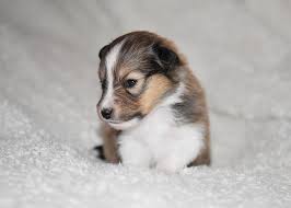 Kopek Yavrusu Kopek Yavrusu Shetland Coban Kopegi Oturan Kopek Yavrusu Portre Kopek Yavrusu Kopek Hayvanlar Doga Kucu Kucu Kopek Shetland Coban Kopegi Hayvan Sevimli Pikist