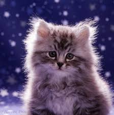 Cute tabby kitten standing on hind legs and leaping isolated on white. Fluffy Silver Tabby Kitten Photo Wp08505