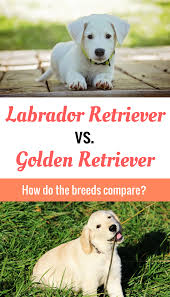 How Does The Labrador Retriever Compare To The Golden Retriever The Answers Will Surprise You Dogs Labrador Retriever Dog Breeds
