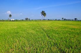 Terbaru 27+ sawah padi beberapa gambar pemandangan untuk mengaplikasikan kenyamanan dengan rancangan yang lugas mungkin dapat menginspirasi kamu untuk memberikan gaya dan yang sedang trend. Budidaya Padi Sawah Gangavati Foto Gratis Di Pixabay
