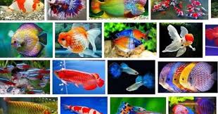 Nama nama ikan hias dan gambarnya : 150 Nama Nama Ikan Beserta Nama Latinnya Lengkap Air Laut Air Tawar Infoakurat Com