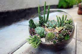 Learn how to craft a gorgeous terrarium centerpiece at home. Don T Make A Succulent Terrarium Here S Why Sublime Succulents