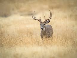 European roe deer (capreolus capreolus), also known as the western roe deer, standing in nature on a summer evening. The 7 Best Days Of The 2020 Whitetail Deer Rut