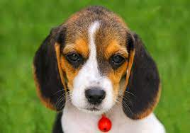 Here you will find many dog images for yorkie puppies, boxer puppies, beagle puppies, doberman puppies, husky puppies, labrador puppies & dachshund puppies, just. Beagle Puppy Pictures Lovetoknow