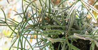 Orchidee, bromelie, piante carnivore, bonsai, piante grasse e succulente ed altre ancora! Rhipsalis Piante Cactacee Pendenti Con Fiori E Bacche Giardinaggio Fiori Animali E Centinaia Di Articoli Passo Passo