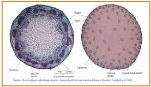 Contoh Tumbuhan Dikotil Dan Tumbuhan Monokotil Http Jajalabut Com Contoh Tumbuhan Dikotil Dan Tumbuhan Things Under A Microscope Biochemistry Notes Anatomi
