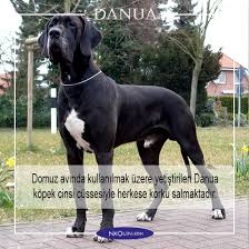 En Vahsi Kopek Turleri Dunya Nin En Tehlikeli 12 Kopegi