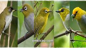 Download Suara Burung Pleci Ngalas Om Kicau