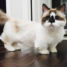 Voici Albert Le Chat Munchkin Le Plus Mignon Avec 450 000 Admirateurs Ipnoze Races De Chats Animaux Adorables Animaux Mignons
