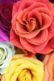 Good Morning Red Rose Gif Images Good morning wishes with yellow rose pictures. good morning red rose gif images