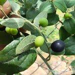 Image result for Cocculus hirsutus