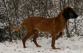 Maybe you would like to learn more about one of these? Bavarian Mountain Hound Wikipedia
