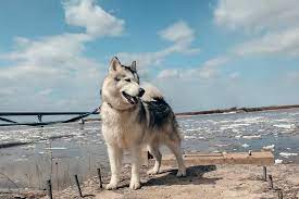 moya krasavica moya esperansa moya samaya predannaya sobaka vchera ty malamute dogs alaskan malamute
