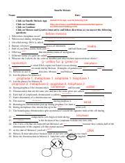Worksheets are meiosis matching work meiosis and mitosis answers work biology 1 work i selected answers answer key for meiosis work meiosiswork 2 edvo kit ap07 cell division mitosis and meiosis mitosis matching answer key meiotic stages and their events. Rina Melendez Snurfle Meiosis Worksheet Docx Snurfle Meiosis Name Rina Melendez Date Click On Snurfle Meiosis App Click On Continue Click On Course Hero
