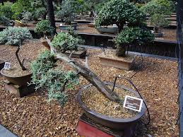 Image result for Buddleja saligna