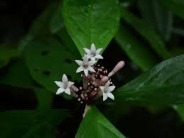 Image result for Chassalia parvifolia