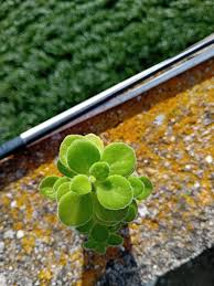 Image result for Coleus hadiensis