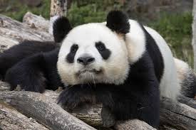 Découvrez toutes nos offres et promos ! Un Bebe Panda En 2021 Ou Pas Beauval Actus