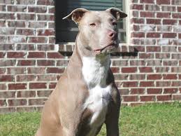 10 health problems common in pit bullsskin problems. Are Pit Bulls Banned In Italy Petrelocation