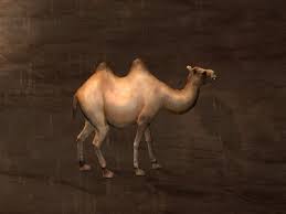 All pets have 5 inventory slots and the camel has 20 slots. Camel Pet Official Conan Exiles Wiki