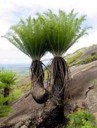 Image result for Encephalartos gratus