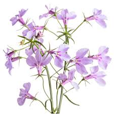 Image result for Lobelia fervens