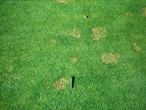 Pythium Blight of Turf