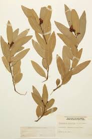 Image result for Lauraceae