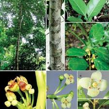 Image result for Rytigynia sp. G