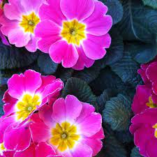 Here Comes Spring Pink Primroses For Sale Paris Primroses Flower Garden Pink Paris