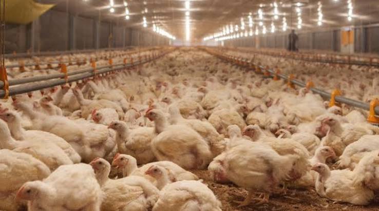 Aviaria libre: así cuida la Argentina un patrimonio sanitario clave para su producción