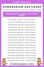 how old is your pomeranian how do pomeranians age how old