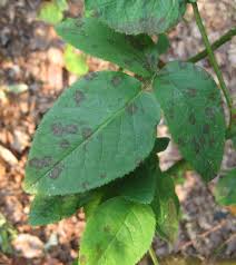 It is caused by a fungus, diplocarpon rosae, which infects the leaves and greatly reduces plant vigour. Got Blackspot Get Milk Kevin Lee Jacobs