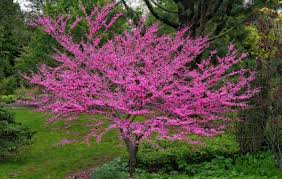 Most of the redbud trees are small tree versions, which hardly reach 30 feet. Redbud Trees For Sale Why We Love Them Plantingtree
