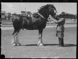 046393pd Champion Clydesdale Stallion 1939 Clydesdale Horses Clydesdale Stallion