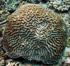 Image result for Platycoryne macroceras