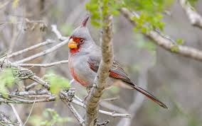 Image result for Pycnostachys coerulea