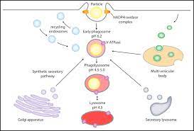 Phagocytosis is the process cells use to engulf and ingest nutrient and bacteria particles. Phagocytosis An Immunobiologic Process Immunity