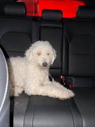 Searching for the owner of this girl pup with a pink collar no tag. Found  in Old Dundalk the ship streets. Currently taking her to see if she has a  chip.